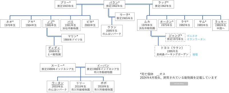 日本にいるスマトラオランウータン　相関図　家系図
